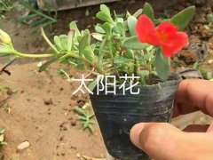 太阳花