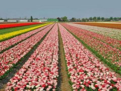 郁金香花海